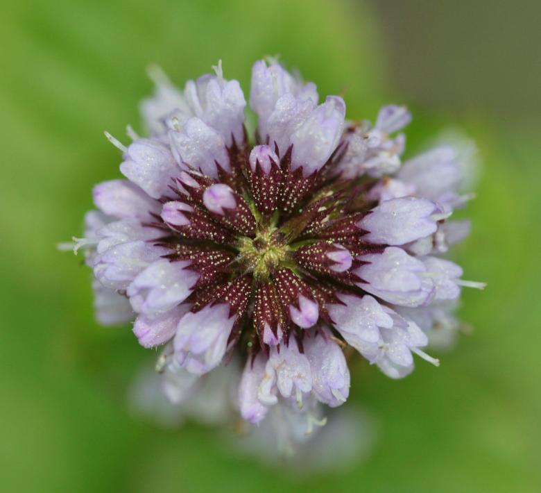 Free stock image of Flower created by Pixabay