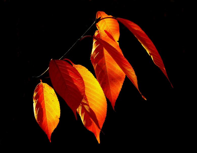 Free stock image of Leaf created by Pixabay
