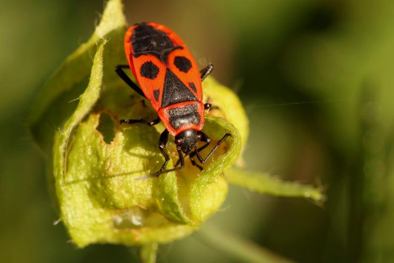 Free stock image of Bug on the Plant created by Pixabay
