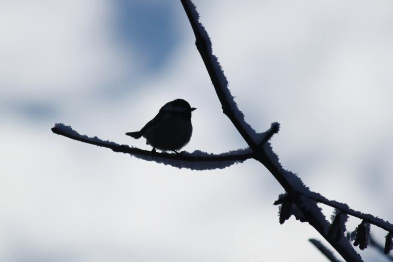 Free stock image of Little Bird created by Pixabay