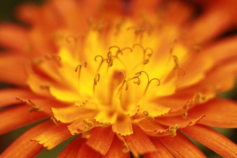 Free stock image of Flower created by Pixabay