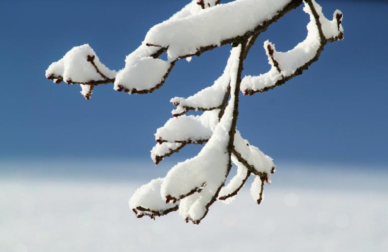 Free stock image of Frozen created by Pixabay