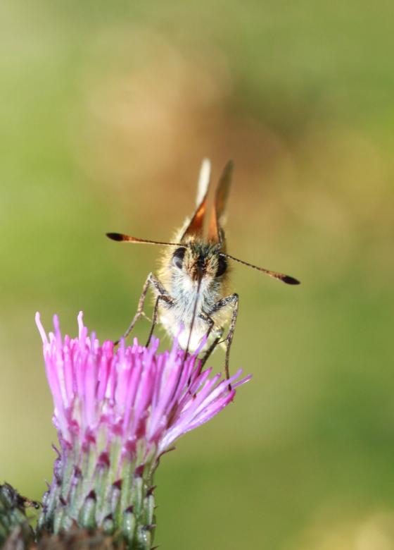 Free stock image of Fly on the Flower created by Pixabay