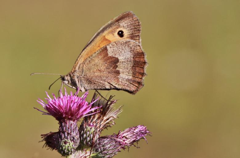 Free stock image of Butterfly on the Flower created by Pixabay