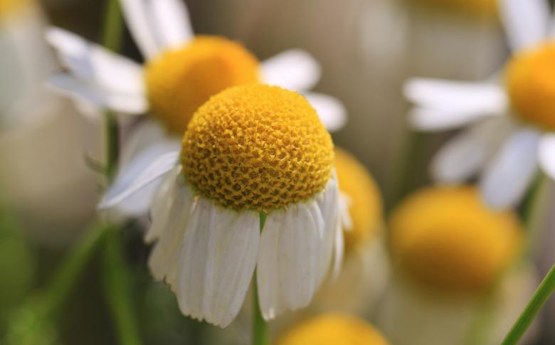 Free stock image of Fresh Flowers created by Pixabay