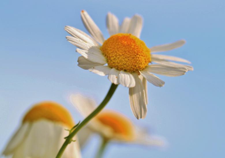 Free stock image of Flower created by Pixabay