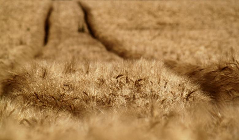 Free stock image of Crops created by Pixabay
