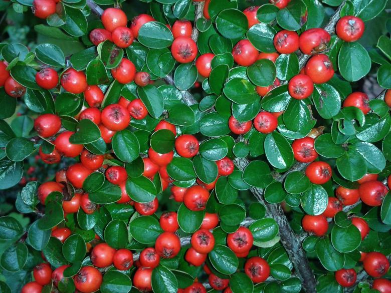 Free stock image of Berries created by Pixabay