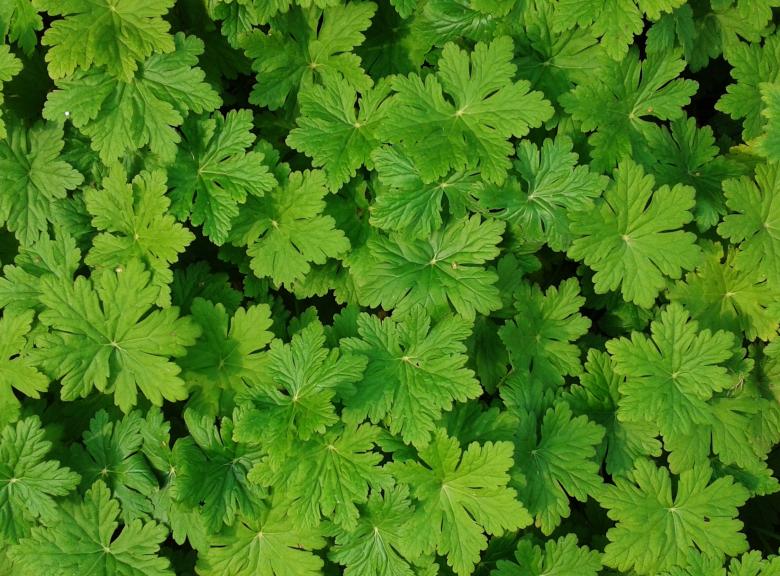 Free stock image of Plants created by Pixabay