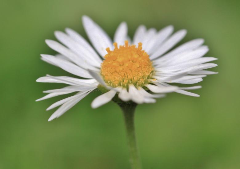 Free stock image of Garden created by Pixabay