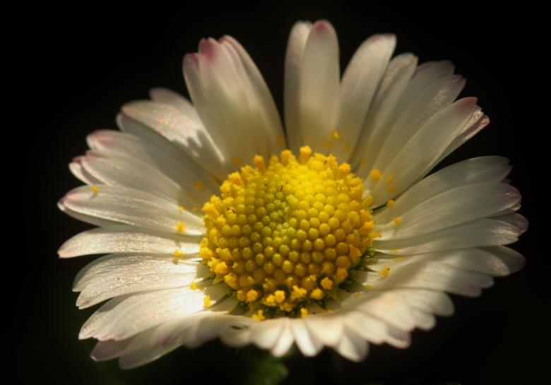 Free stock image of Fresh created by Pixabay