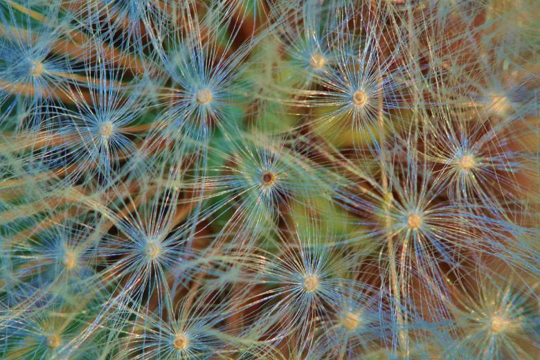 Free stock image of Dandelion created by Pixabay
