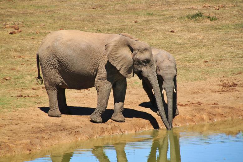 Free stock image of Elephant created by Pixabay