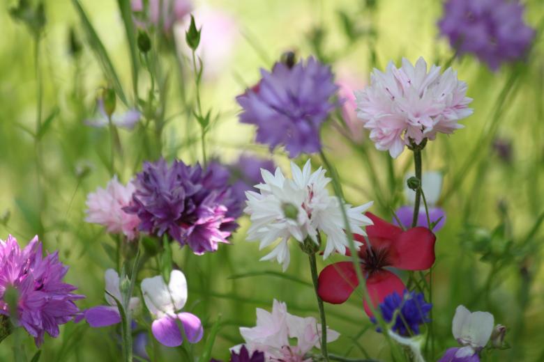 Free stock image of Garden created by Pixabay