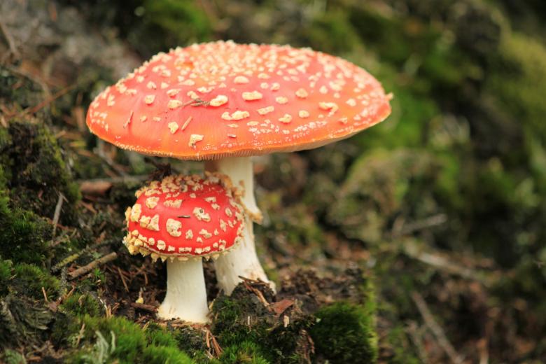 Free stock image of Mushroom created by Pixabay