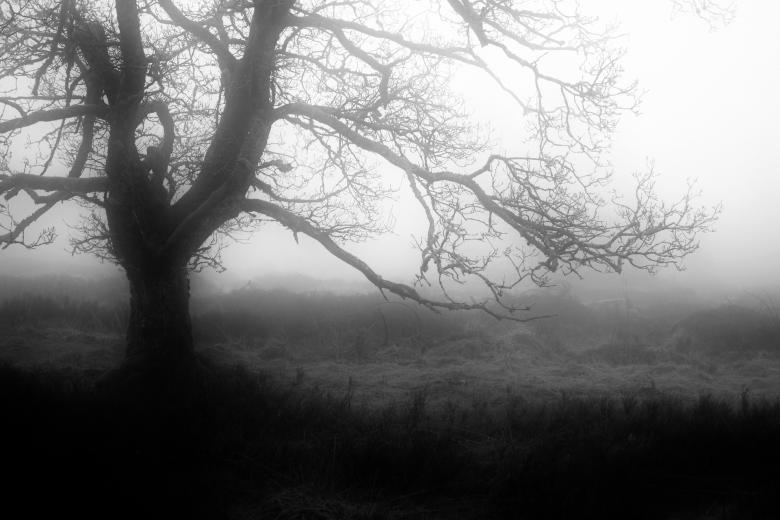Free stock image of Fog created by Pixabay