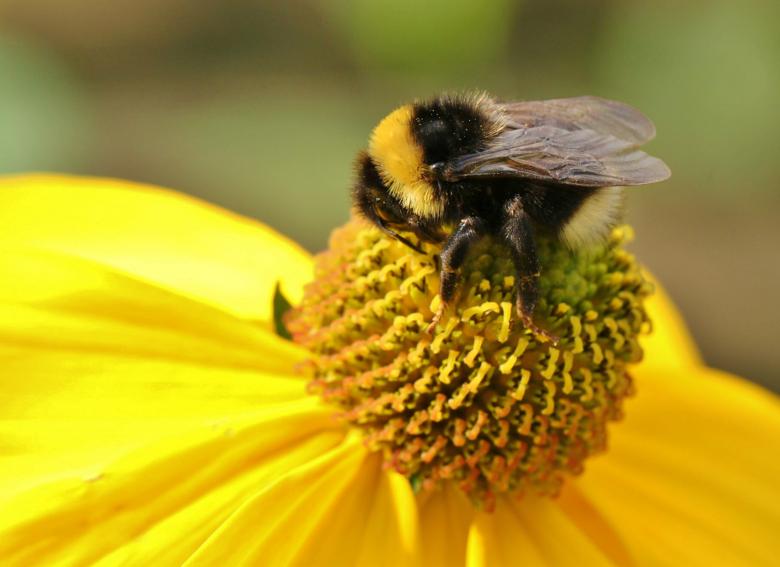Free stock image of Bee on Flower created by Pixabay