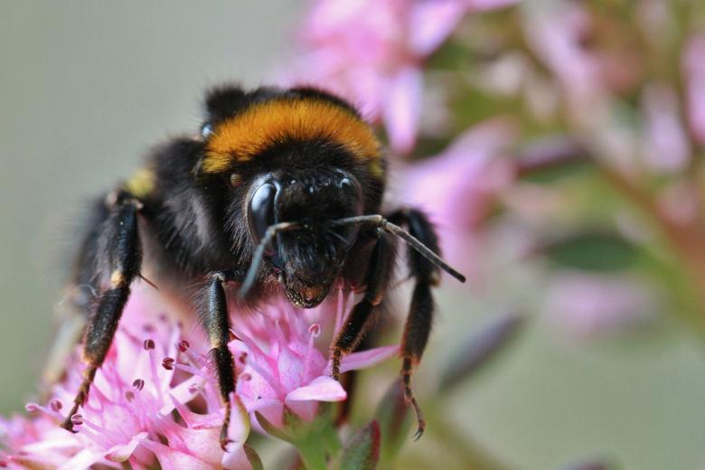 Free stock image of Bee on Flower created by Pixabay