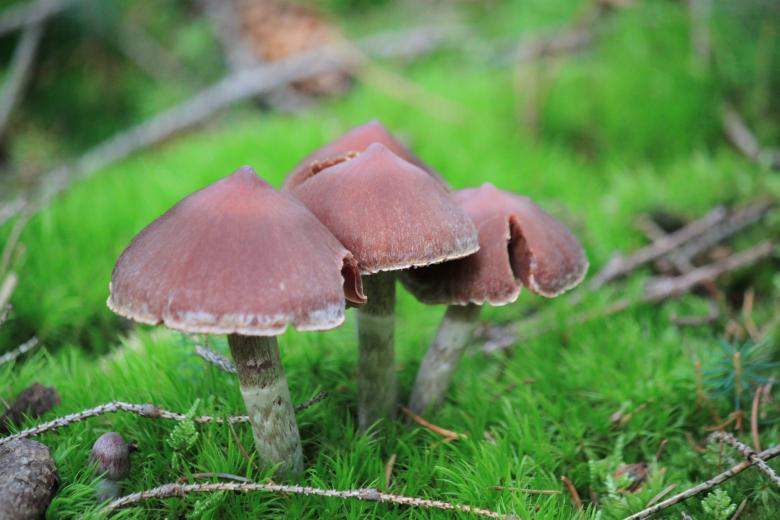 Free stock image of Mushroom created by Pixabay
