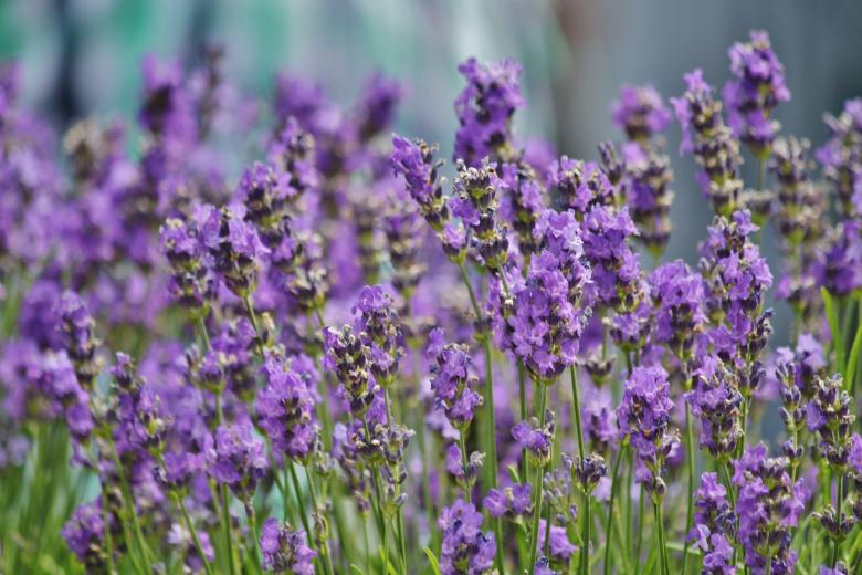 Free stock image of Garden created by Pixabay