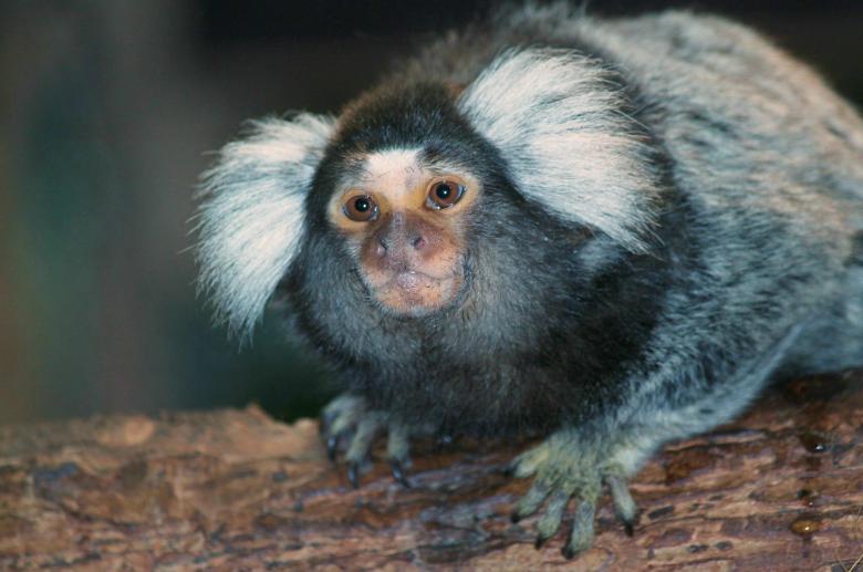 Free stock image of Monkey created by Pixabay