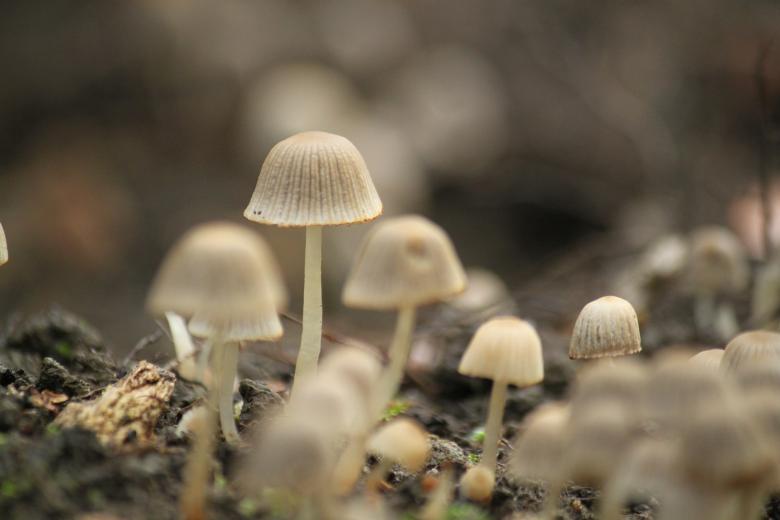 Free stock image of Mushrooms created by Pixabay