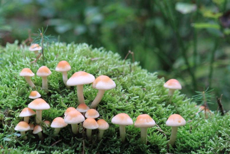 Free stock image of Wild Mushrooms created by Pixabay