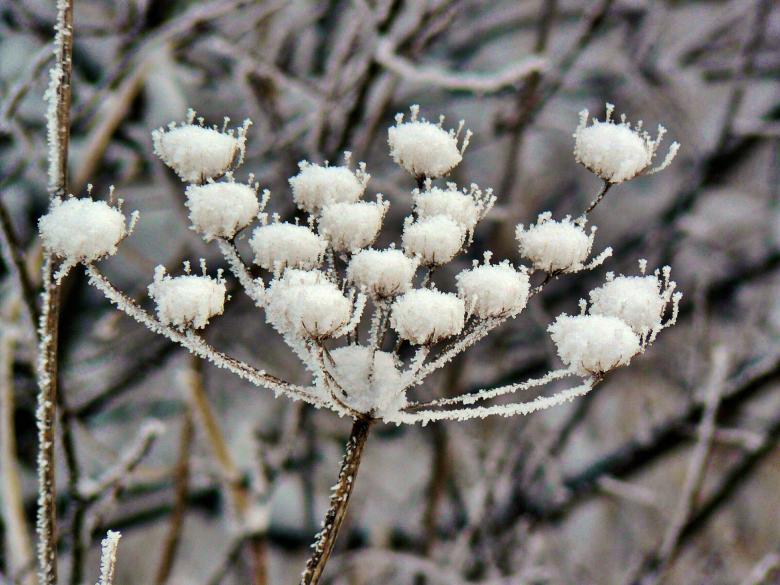 Free stock image of Frozen created by Pixabay