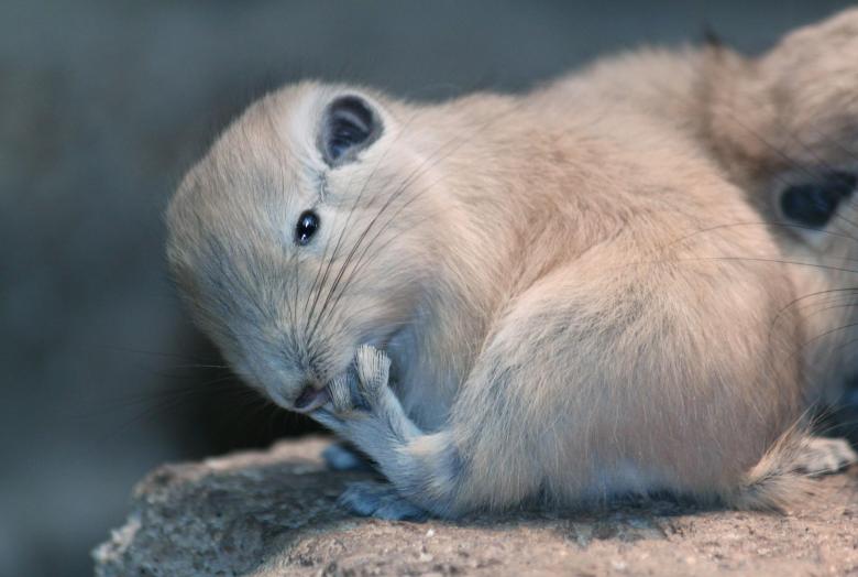 Free stock image of Rodent created by Pixabay