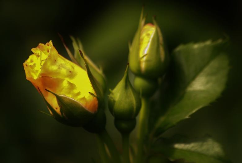 Free stock image of Flower created by Pixabay