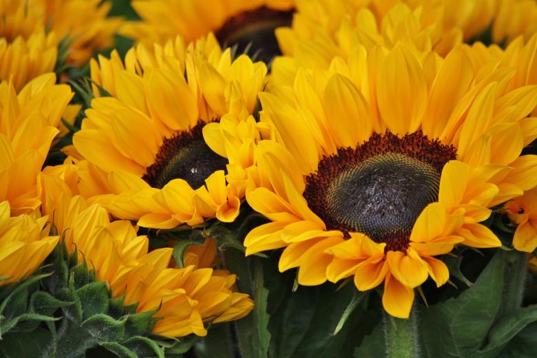 Free stock image of Fresh Flowers created by Pixabay