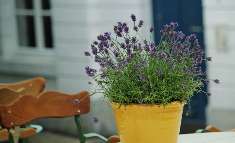Free stock image of Fresh Pot created by Pixabay