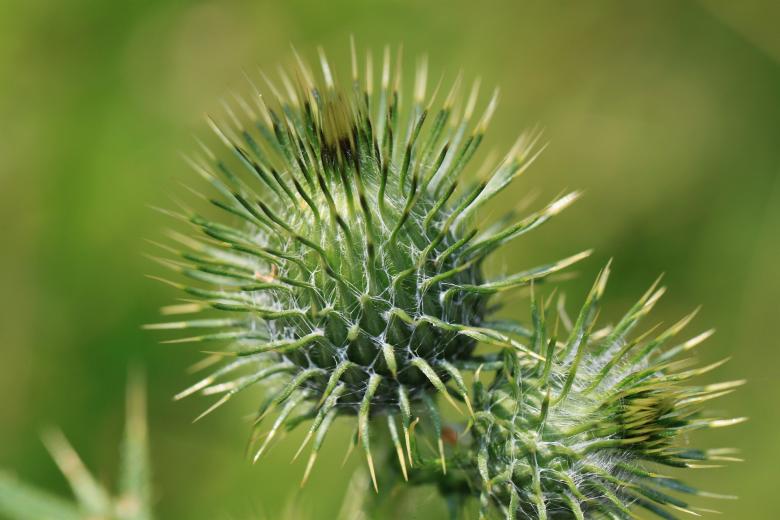 Free stock image of Thorny Plant created by Pixabay