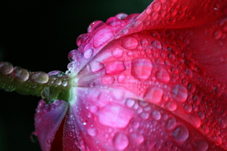 Free stock image of Dew on Flower created by Pixabay