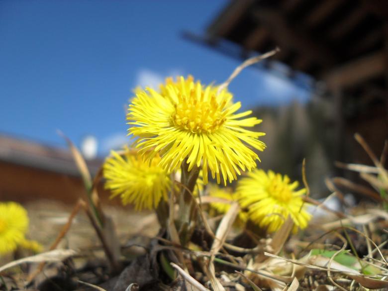 Free stock image of Yellow Flowers created by Pixabay