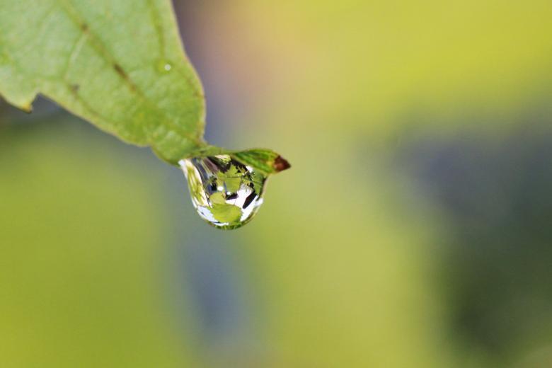 Free stock image of Droplet on Leaf created by Pixabay