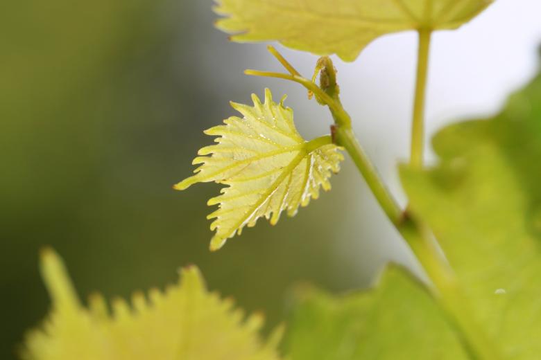 Free stock image of Plant created by Pixabay