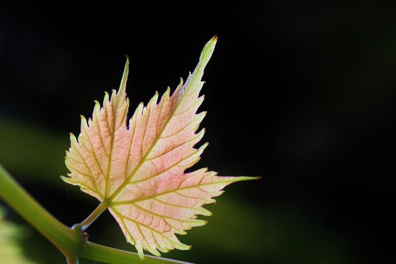 Free stock image of Maple Leaf created by Pixabay