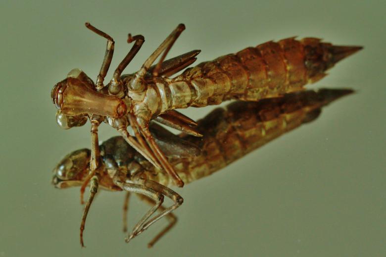 Free stock image of Insect created by Pixabay