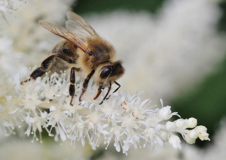 Free stock image of Bee on the Flower created by Pixabay