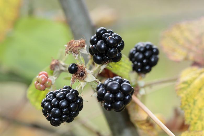 Free stock image of Blackberries created by Pixabay