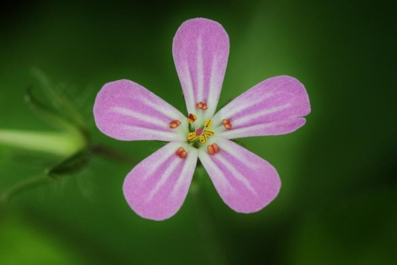 Free stock image of Blooming Flower created by Pixabay