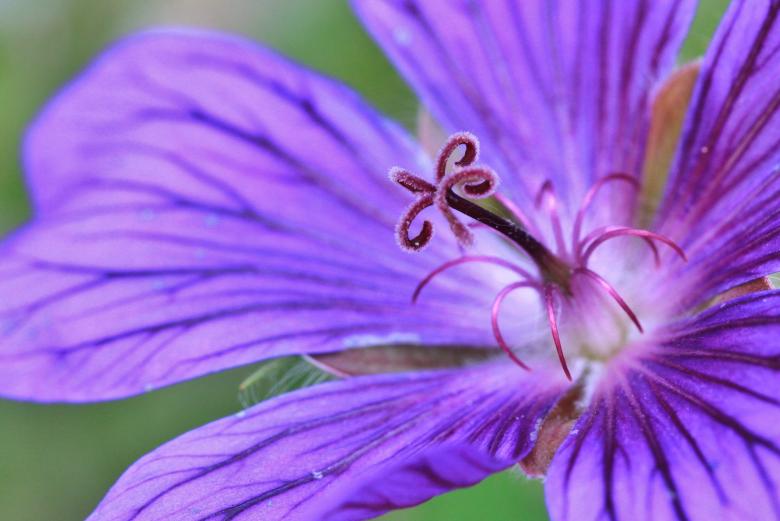 Free stock image of Cranesbill created by Pixabay