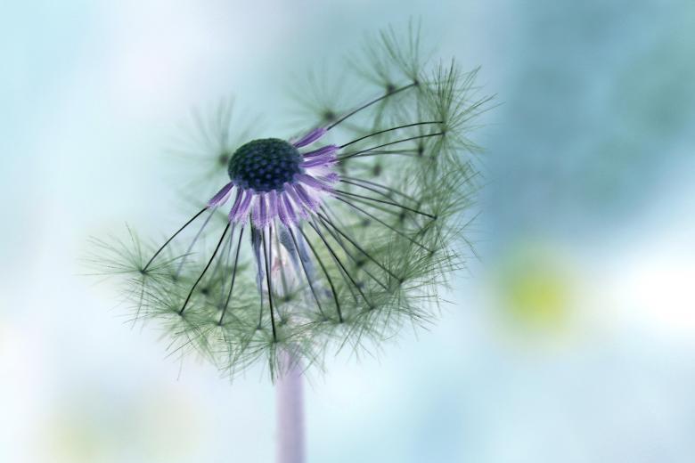 Free stock image of Dandelion created by Pixabay