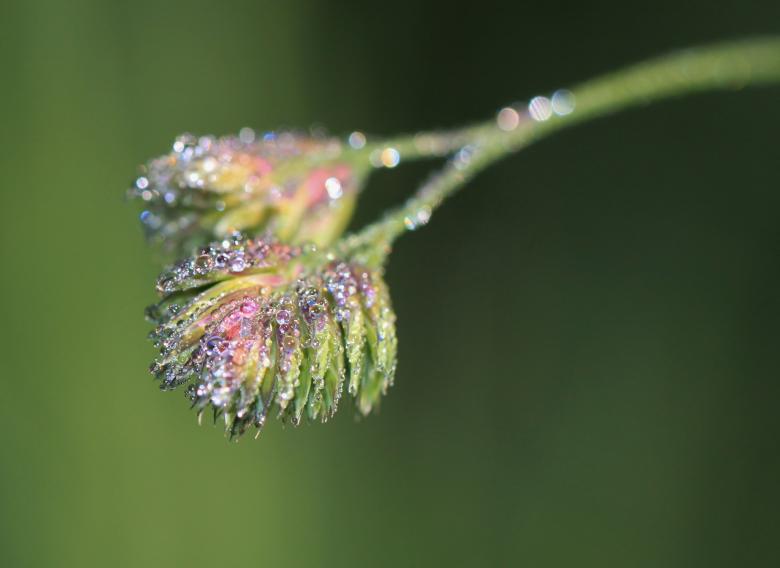 Free stock image of Dewdrops on the Plant created by Pixabay