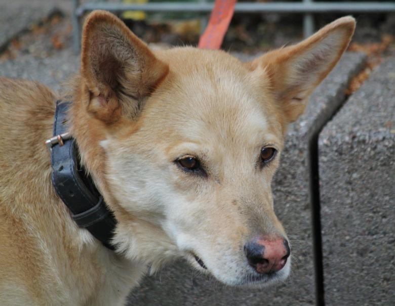 Free stock image of Pet created by Pixabay