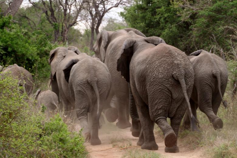 Free stock image of Elephants on the Run created by Pixabay