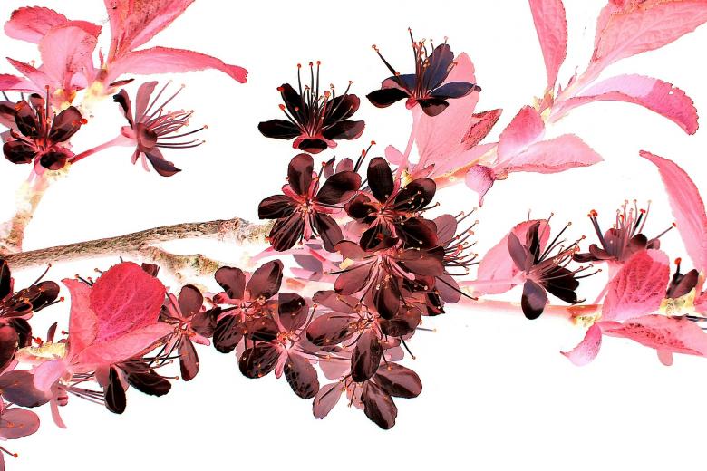 Free stock image of Flowering Twig created by Pixabay