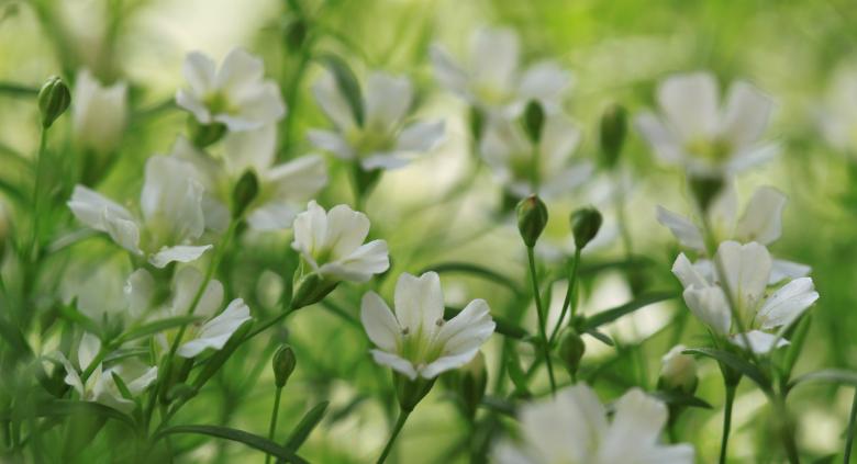 Free stock image of White Flowers created by Pixabay