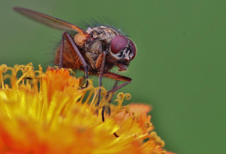Free stock image of Fly on the Flower created by Pixabay